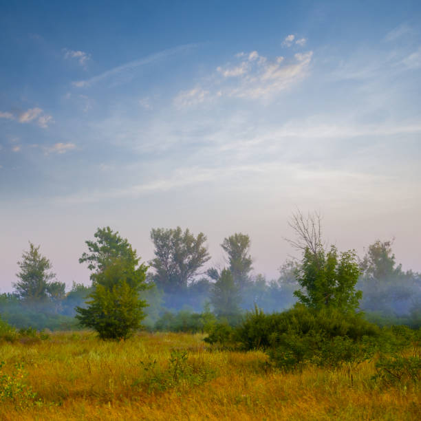 summer worest glade in mist at the early morning