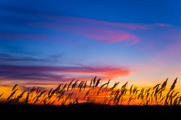 istock closeup prairie grass silhouette at the twilight 2159634773