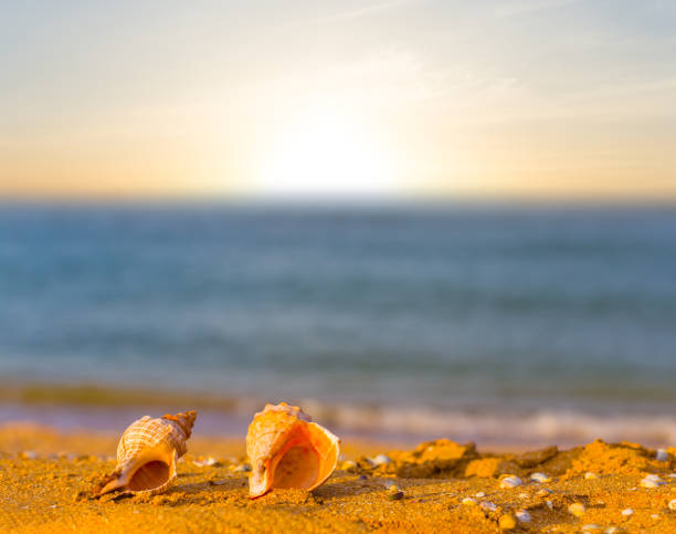 istock empty marine shell lie on sandy sea beach at the sunset 2159635007