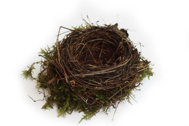 istock Top view of bird’s nest on white 2159635033