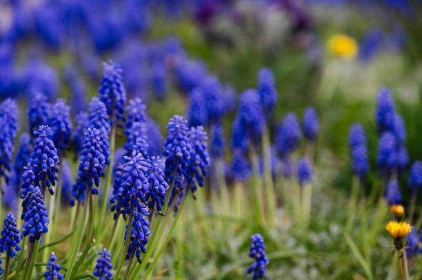 blue flowers garden background