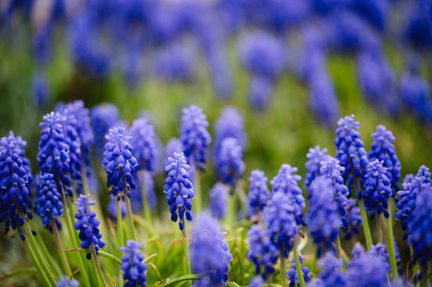 blue flowers garden background