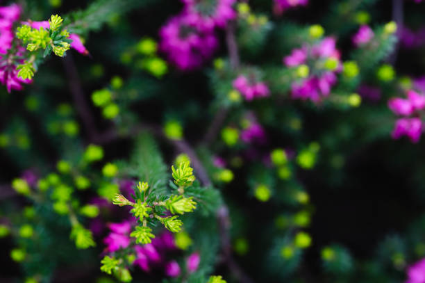 Purple flowers garden background