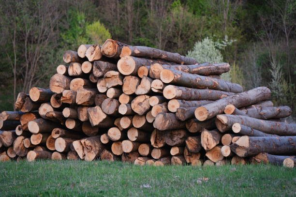 Lumber Industry, Timber, Log, Forest, Wood - Material