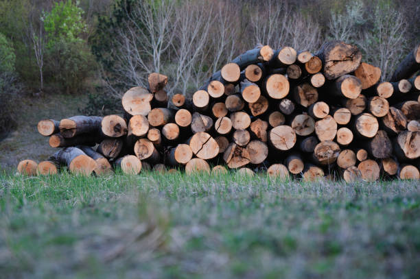 Lumber Industry, Timber, Log, Forest, Wood - Material