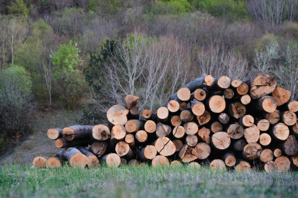 istock Wooden Logs with Forest on Background 2159635166