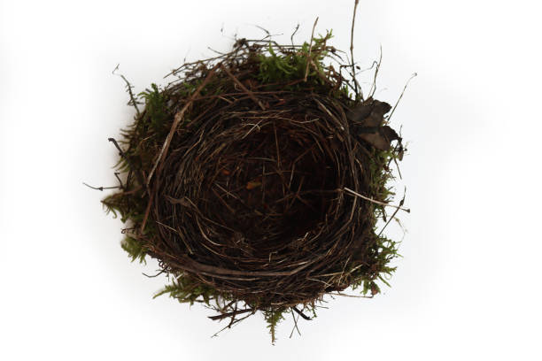 Bird nest with four tiny eggs