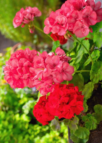 istock Richly blooming geranium flowers on the windows 2159636006