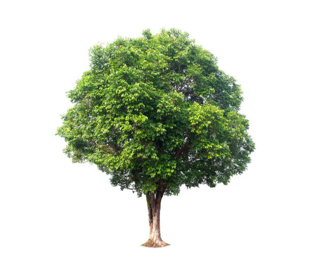 istock Isolated (Burma padauk) Pterocarpus macrocarpus trees on white background. tropical trees isolated used for design, advertising and architecture. 2159636581