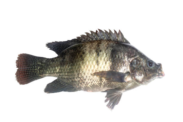 istock Nile tilapia fish isolated on white background with Clipping Path 2159636587