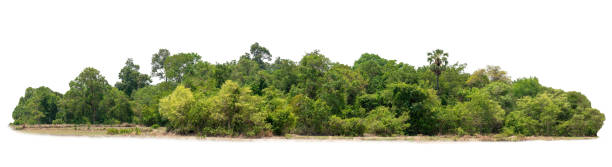Group of tree. Green treeline isolated on white background.