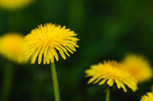istock Yellow dandelion flowers on the green 2159636676