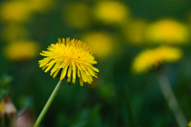 istock Yellow dandelion flowers on the green 2159636677