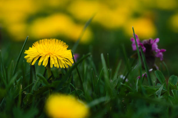 Yellow dandelion flowers on the green and bee