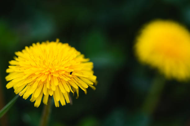 Yellow dandelions