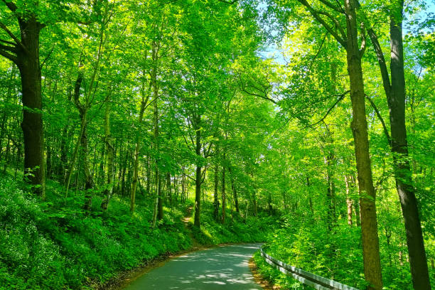 Beautiful young green park with trees for walking