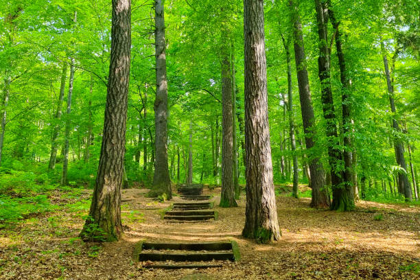 A small climb in the park with young green trees