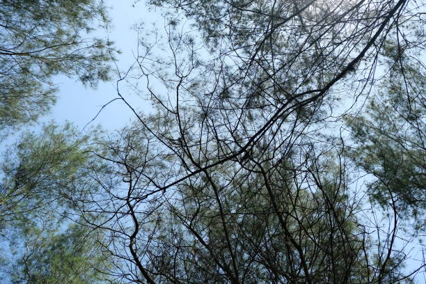 istock Low angle view of intertwined tree branches against a clear blue sky 2159637076