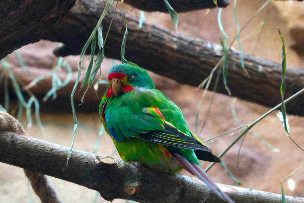 On a tree branch sits a beautiful parrot with its eyes closed