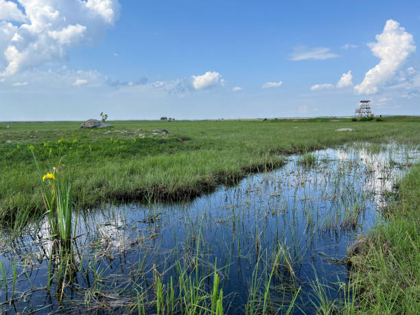 istock Marsh plants and flag iris growing Engure national park , Latvia 2159639750
