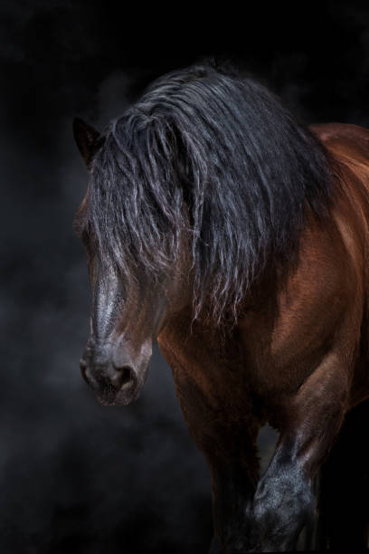 istock Bay horse with long mane 2159640467