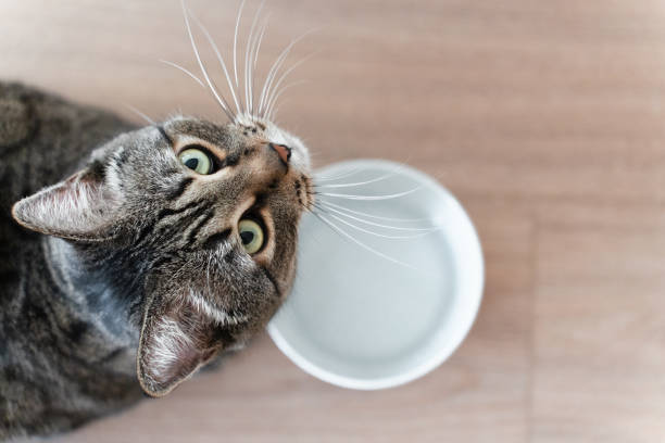 cute tabby cat and a bowl with water, high angle view, cat looking at the camera