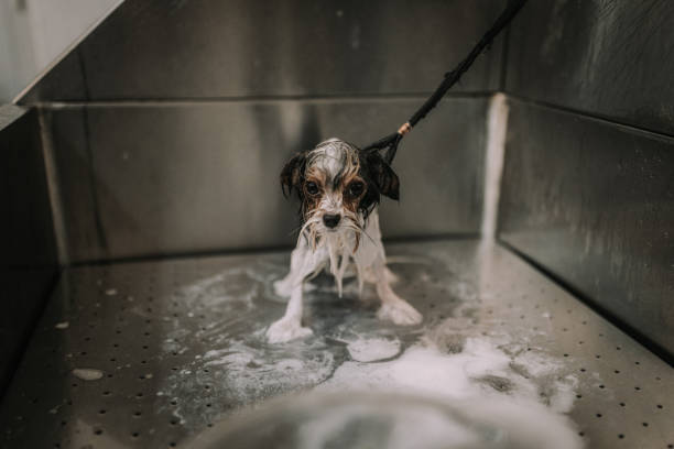 Cute small dog getting groomed and bathed in the grooming salon, no people