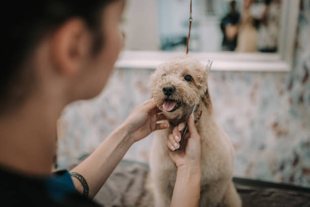 istock Cute Poodle Dog in the Grooming Salon 2159641466