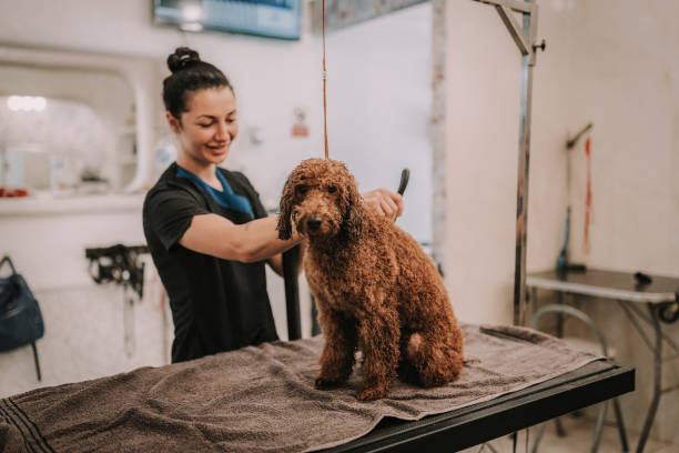 istock Regular Red Poodle Dog Getting Groomed and Washed in the Salon 2159642633
