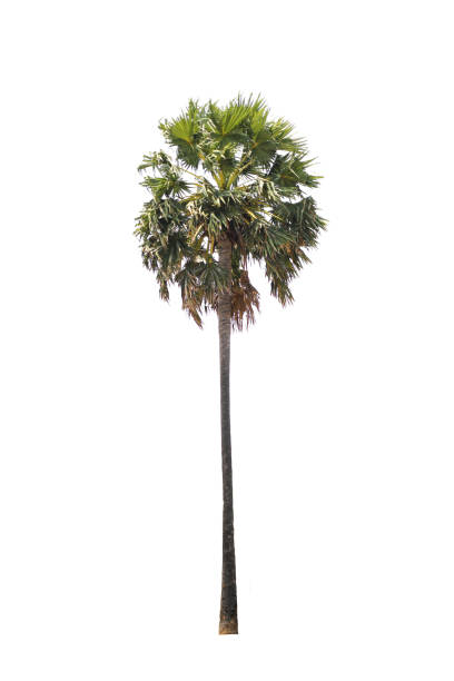 istock Sugar Palm Tree Isolated On White Background, Tropical Tree Isolated Used For Design, Advertising And Architecture. 2159642825