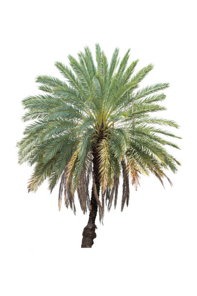 Palm Tree Isolated On White Background, Tropical Tree Isolated Used For Design, Advertising And Architecture.