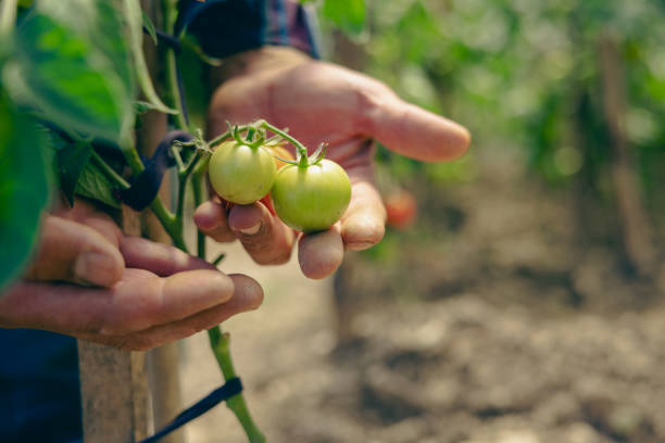 istock Farmer holding tomatos grown in the garden 2159643102