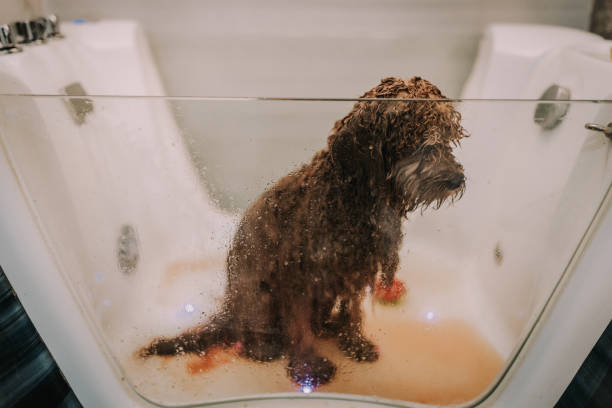 Cute small red poodle dog getting washed and groomed in the grooming salon, no people