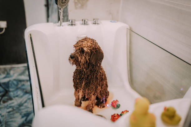 istock Cute Red Poodle Having a Shower in the Grooming Salon 2159643313