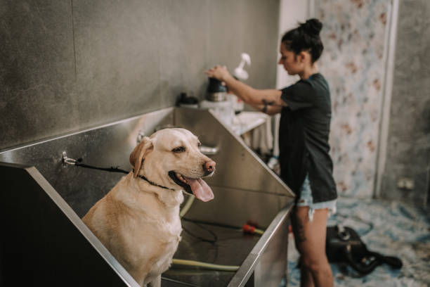 istock Labrador Getting Cleaned in the Dog Washing Salon 2159643402
