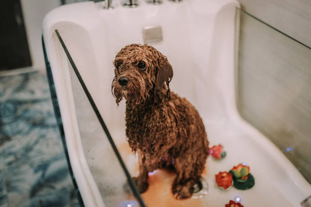 istock Red Poodle Being Washed in the Dog Grooming Salon 2159643403
