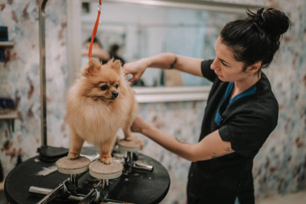 Pomeranian Dog Being Groomed in the Salon Young women grooming a cute small Pomeranian dog in the grooming salon pomeranian dog taking a bath stock pictures, royalty-free photos & images