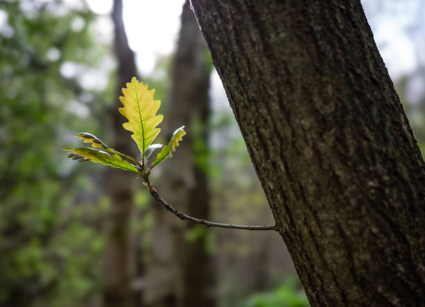 istock Green leaves in the forest 2159643843