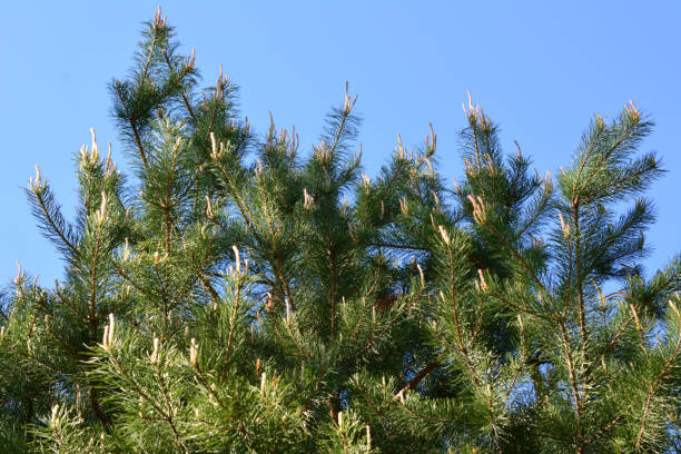istock the branches of a pine tree are green with blue sky on background 2159646340