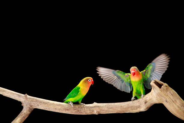istock Fischer's Lovebirds flirting 2159646752