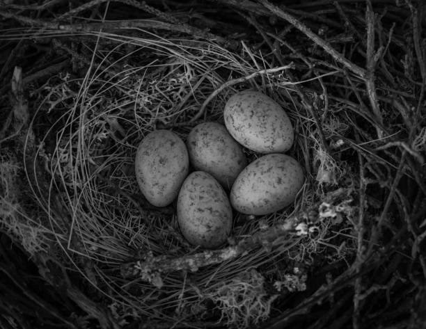 istock nest of bird with eggs 2159646831