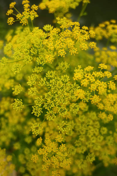 istock The flowering parsnip background (Pastinaca sativa) 2159647194