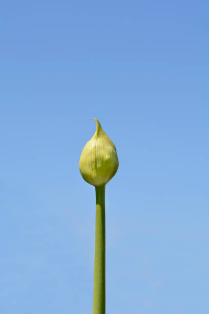 Onion flower close up photo