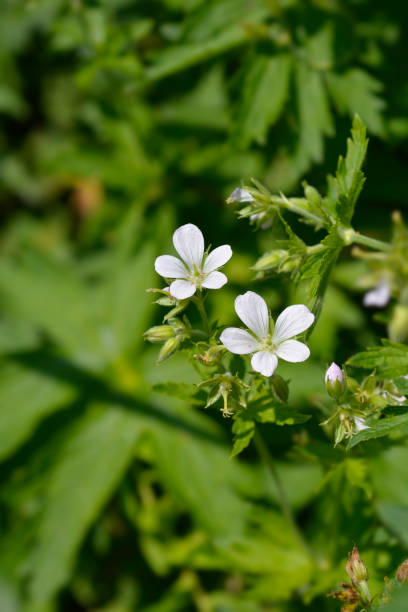 istock Bloody cranesbill Album 2159651065