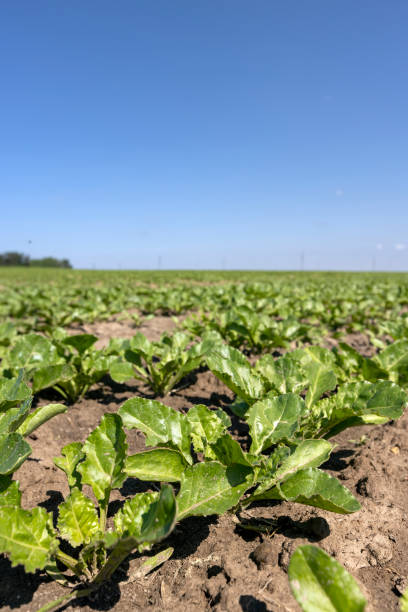istock a field with white beetroot for the production of white beet sugar 2159651856