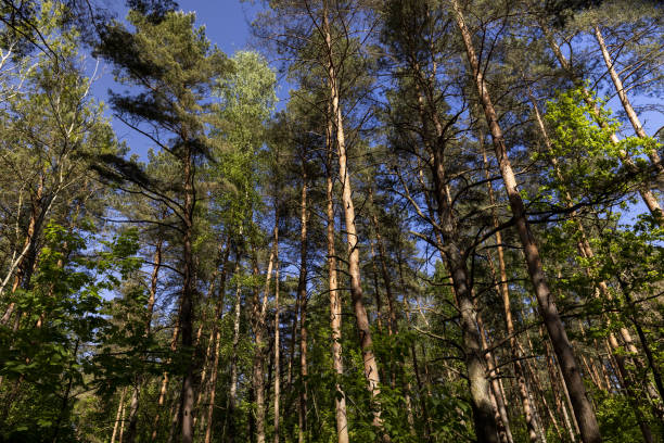 pine forest with tall trees against a blue sky background, spring forest with pines and other trees