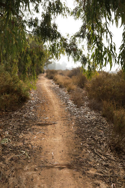 istock Path in the Countryside with native bushes and eucalyptus trees 2159652104