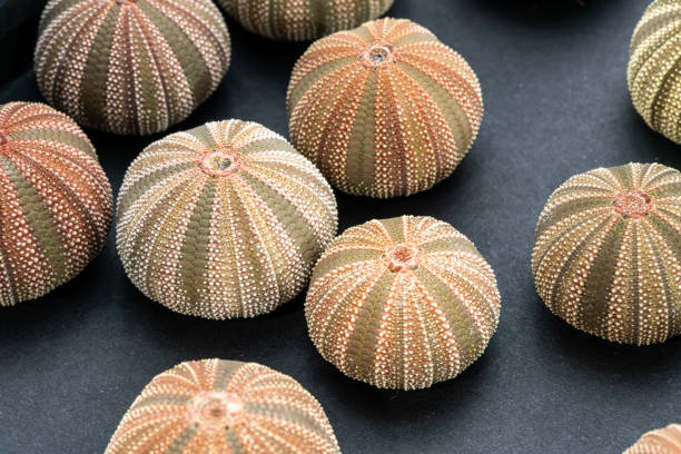 Sea Urchin Shell Conch . Dried Sea Urchins Shells