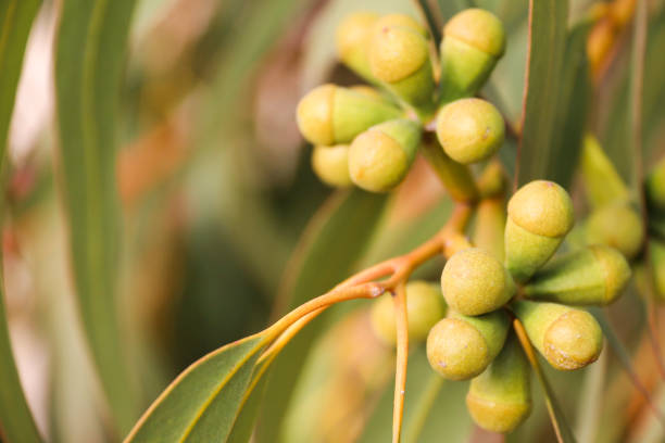 istock Eucalyptus fruit growing on the branch of the tree 2159652310