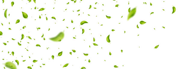 istock Green flying leaves frame. Wave foliage ornament. Vegan, eco, organic design element. Leaf falling on white banner. Cosmetic pattern border. Fresh tea background. Beauty product. Vector illustration 2159653302